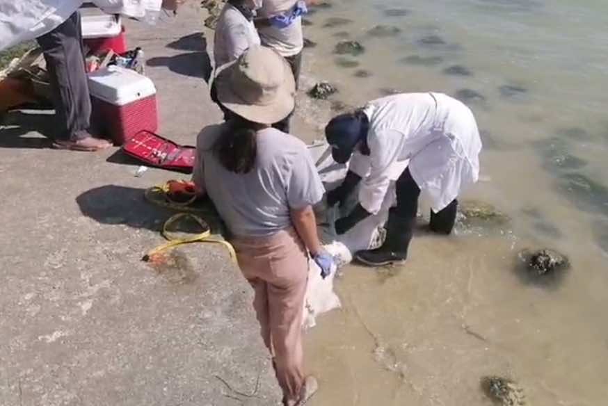 Hallazgo de manatí muerto en la Bahía de Chetumal despierta preocupación