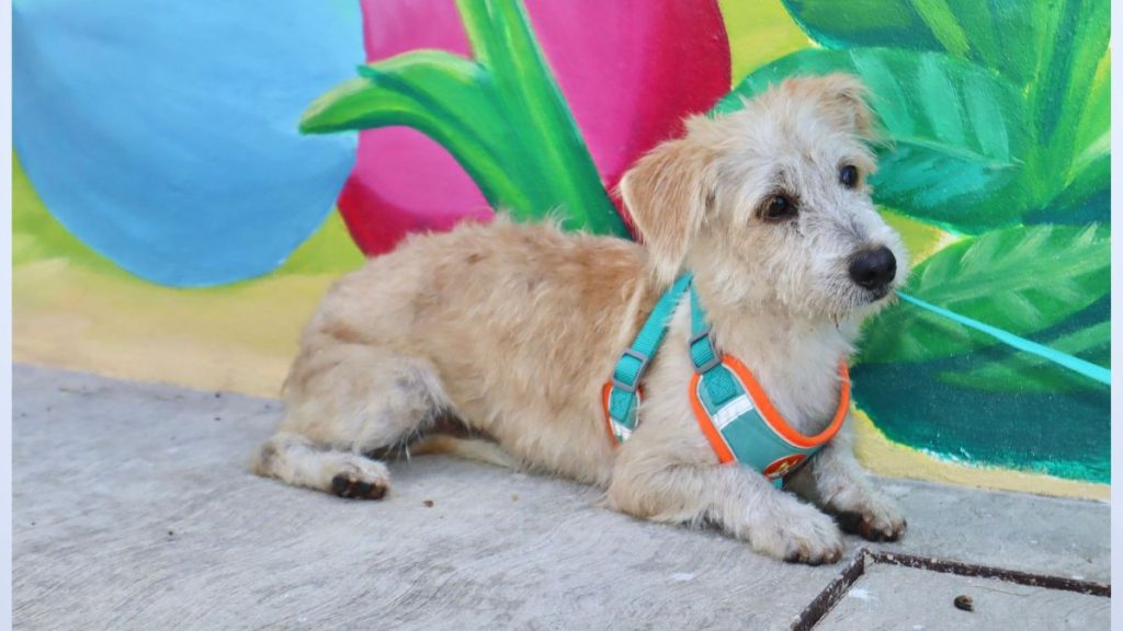 Campaña de adopción en Isla Mujeres dale una segunda oportunidad a un perro