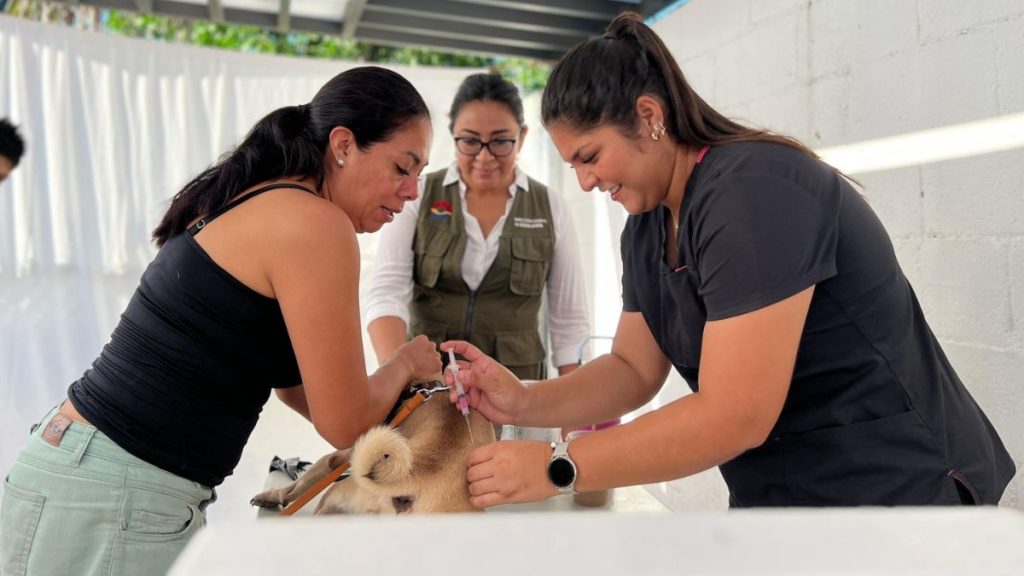 Vacunación antirrábica en Cancún familias responden con éxito y aplican más de 380 dosis