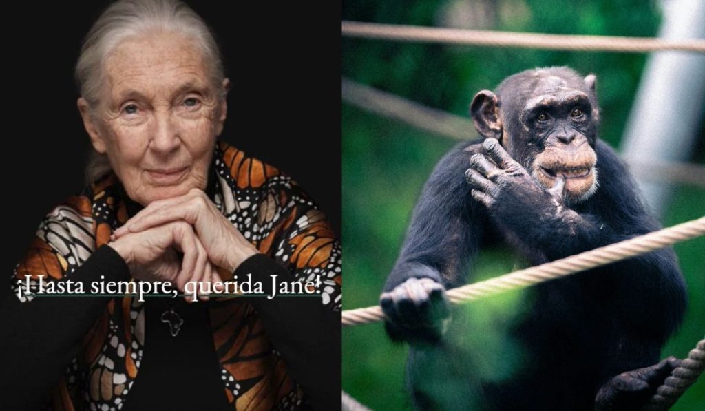 Muere Jane Goodall a los 91 años, la mujer que redefinió a los simios. Foto: Instituto Jane Goodall y Pexels. PERIODISMO OBJETIVO
