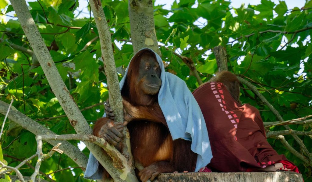 Muere Jane Goodall a los 91 años, la mujer que redefinió a los simios. Foto de Pexels e Instituto Jane Goodall. PERIODISMO OBJETIVO
