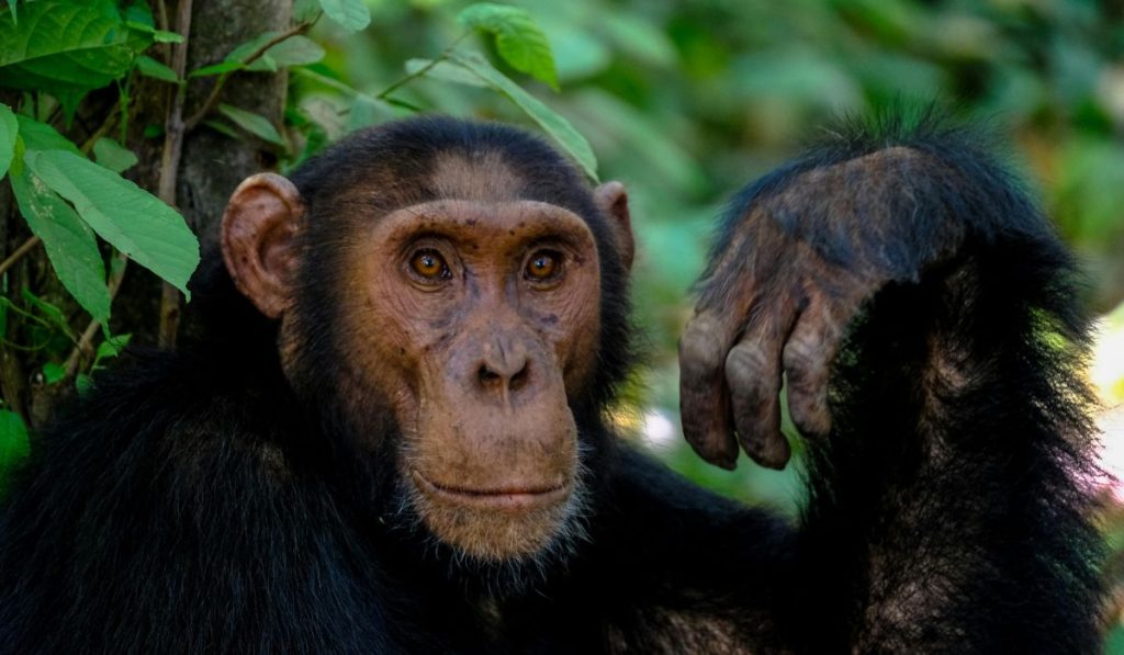 Muere Jane Goodall a los 91 años, la la mujer que redefinió a los simios. Foto: Pexels. PERIODISMO OBJETIVO
