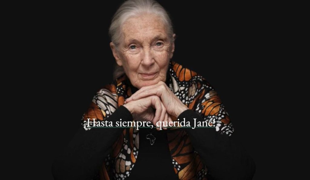 Muere Jane Goodall a los 91 años, la mujer que redefinió a los simios. Foto: Instituto Jane Goodall. PERIODISMO OBJETIVO